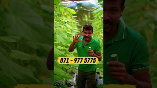 පිං කරපු අයට ලැබෙන දේවල්