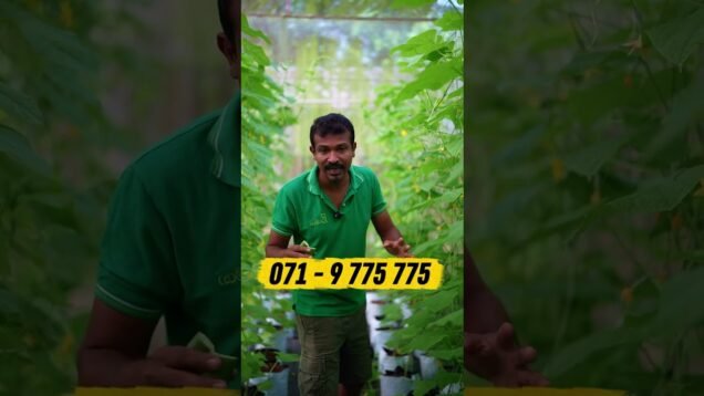 වස විස නැති දේවල්