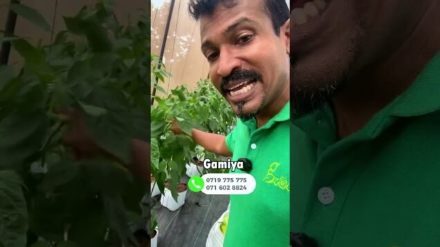 කැල්සියම් වල වටිනාකම
