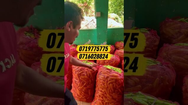 දැන්ම එල්නීනෝ ඇවිල්ලා