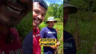 ගොවියෝ අනාතයි