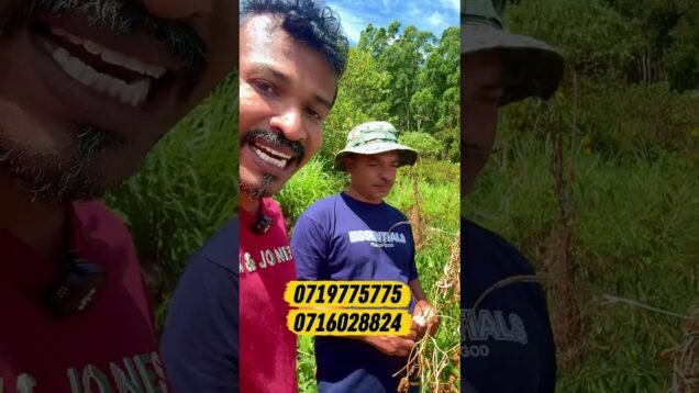 ගොවියෝ අනාතයි