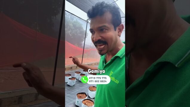හරිතාගාරවල ඵලදාව ලැබෙන විදිය හරියට දැනගෙන වගා කරමු
