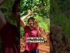 ඇපල් කමුද?
