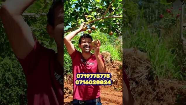 ඇපල් කමුද?