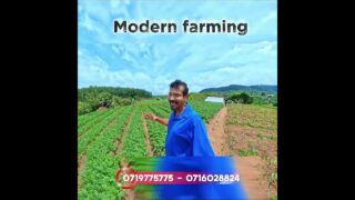 වවලා ගොඩ යන්න කැමතිද?
