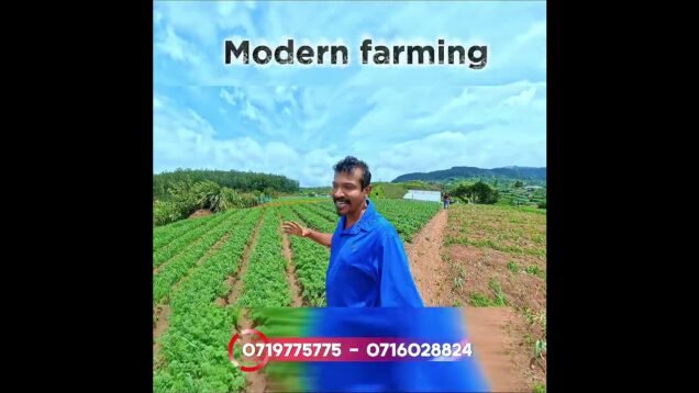 වවලා ගොඩ යන්න කැමතිද?