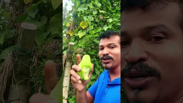 වස විස නැති