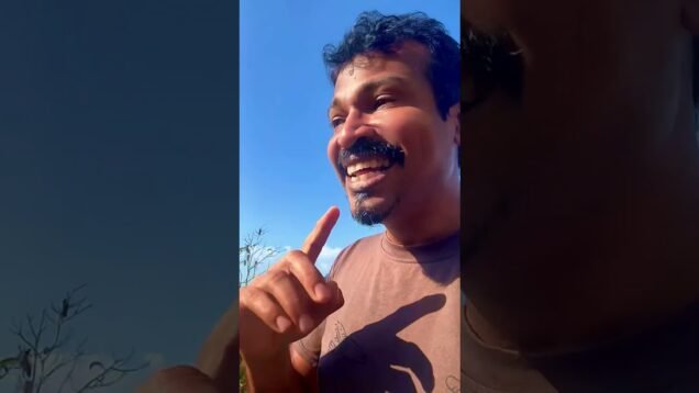 වගාවට මොණරු ඇවිල්ලා