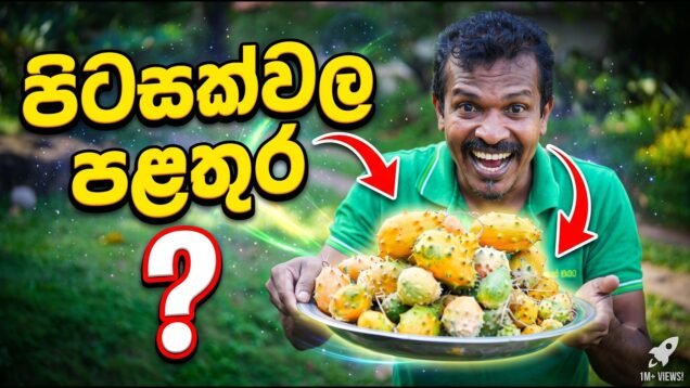 පිටසක්වල පළතුර