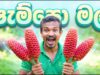 ෂැම්පො මල්