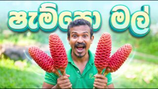 ෂැම්පො මල්