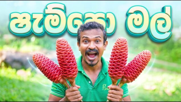 ෂැම්පො මල්