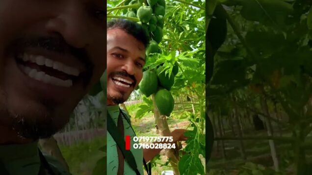 දෙවියනේ පොල් ගහේ අතු කපලා
