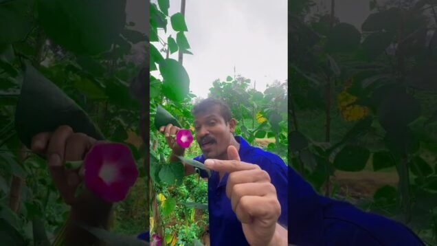 ගමෙ බෝංචි