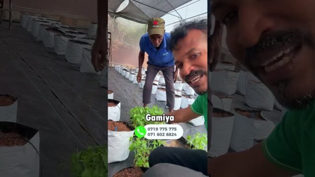 එක grow bags එකක පැළ කීයක් ඉන්දුවොත්ද හොදම