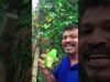 චව් චව් කාලා තියෙනවද