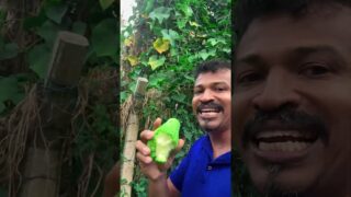 චව් චව් කාලා තියෙනවද