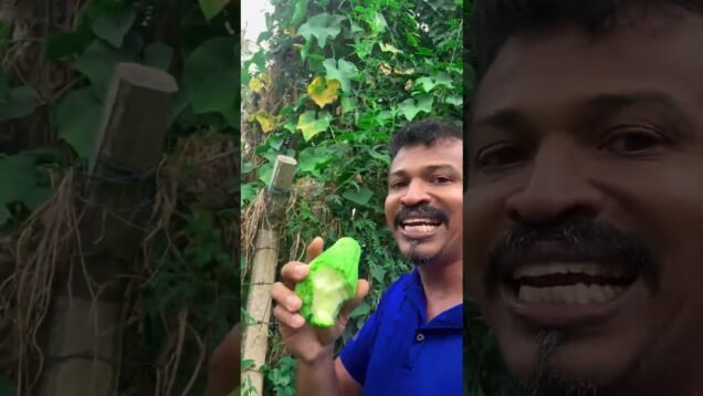 චව් චව් කාලා තියෙනවද