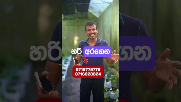 දෙවියනේ ෆෝන් එක පොළොව ගැහුව