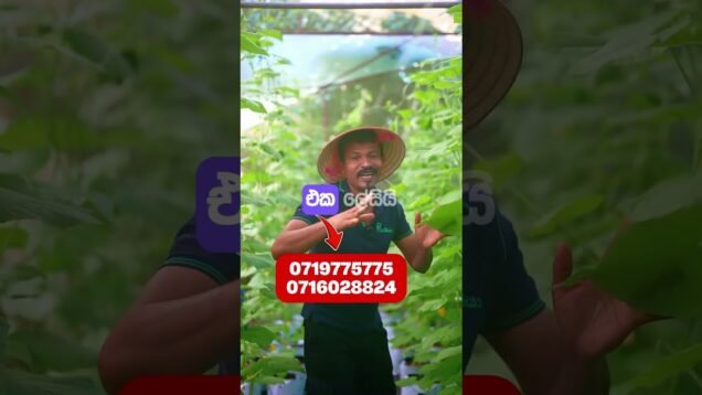 Green house