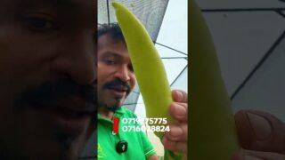 ඔයා තාම සල්ලි මවන හරිතාගාරයක් හදාගත්තෙ නැද්ද