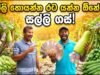සල්ලි හොයන්න රට යන්න ඕනේ නෑ – සල්ලි ගස්