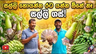 සල්ලි හොයන්න රට යන්න ඕනේ නෑ – සල්ලි ගස්