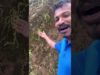කැලේ තියෙන ස්ටෝබෙරි