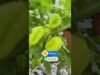 කොහොමද කරල්වල සයිස් එක