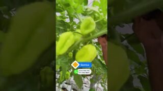 කොහොමද කරල්වල සයිස් එක