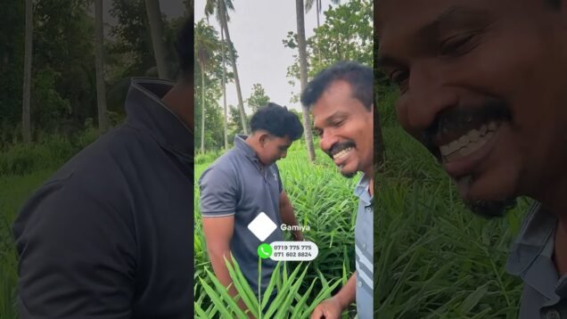 අවුරුදු 17ක කෘෂි ව්‍යවසායකයා