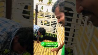 තාම දන්නෙ නැද්ද පැල packing කරන විදිහ