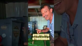 ඔයත් අමු ගොම දාල ගස් මරාගත්තද?