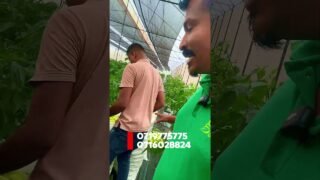 ආසයි , වගාව කියන්නෙ වෙනම දෙයක්