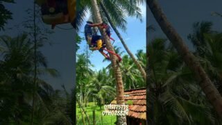 දෙවියනේ පොල් ගහේ අතු 6ක් බෙදිලා