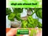 ලංකාවට ඩොලෙර් ගේමු
