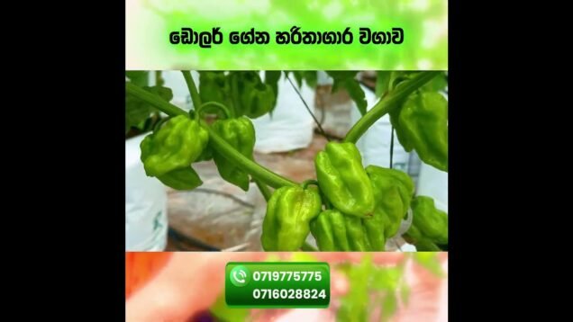ලංකාවට ඩොලෙර් ගේමු