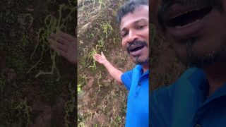 කැලේ තියෙන ස්ටෝබෙරි
