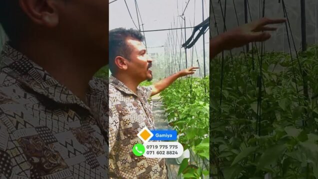 ලස්සන වගාවක්