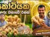 අක්කර බාගයයි පැල 3500 යි
