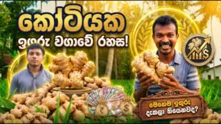 අක්කර බාගයයි පැල 3500 යි