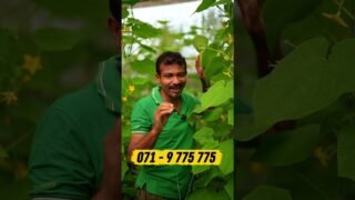 ආදරෙන් වගා කරලා ඇතිවෙන්න සල්ලි හොයමු