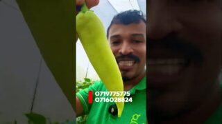 අස්වැන්න සුපිරි