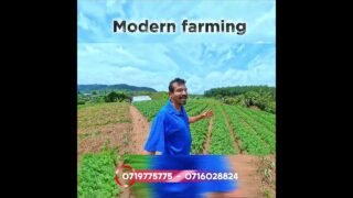 බලන්න ලස්සන