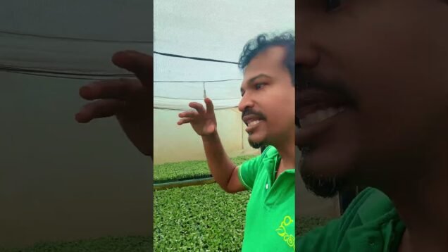 එක පැලයක්වත් මැරෙන්නෙ නැති ඉන්දියාවෙ තවන්
