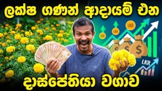 දාස්පෙතියා වගා කරල අමතර ආදායමක් ලබාගන්න ඔබත් කැමතිද ?