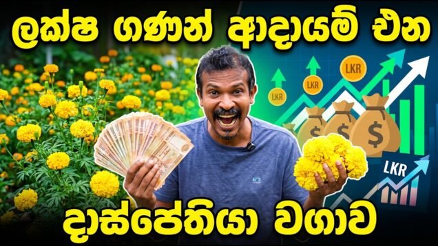 දාස්පෙතියා වගා කරල අමතර ආදායමක් ලබාගන්න ඔබත් කැමතිද ?