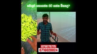 ඩොලර් හොයන්න රට යන්න ඕනෙද?