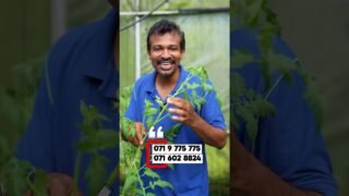 සල්ලි දෙන ගස් https://school.lokubusiness.lk/p/how-to-become-a-millionaire-agri-entrepreneur